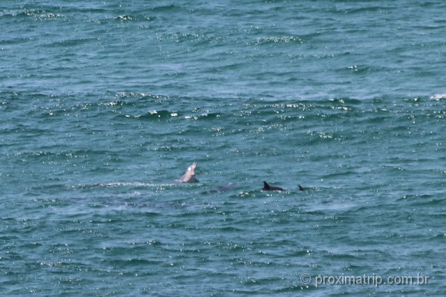 golfinhos em Byron Bay